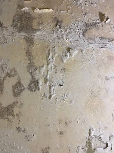 Best Black Mold Removal  in Fruitland Park, FL