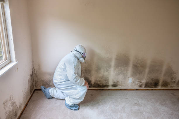 Best Attic Mold Removal  in Fruitland Park, FL