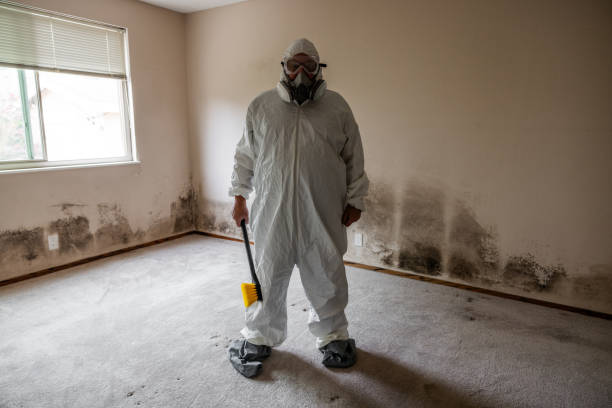 Best Mold Damage Repair  in Fruitland Park, FL